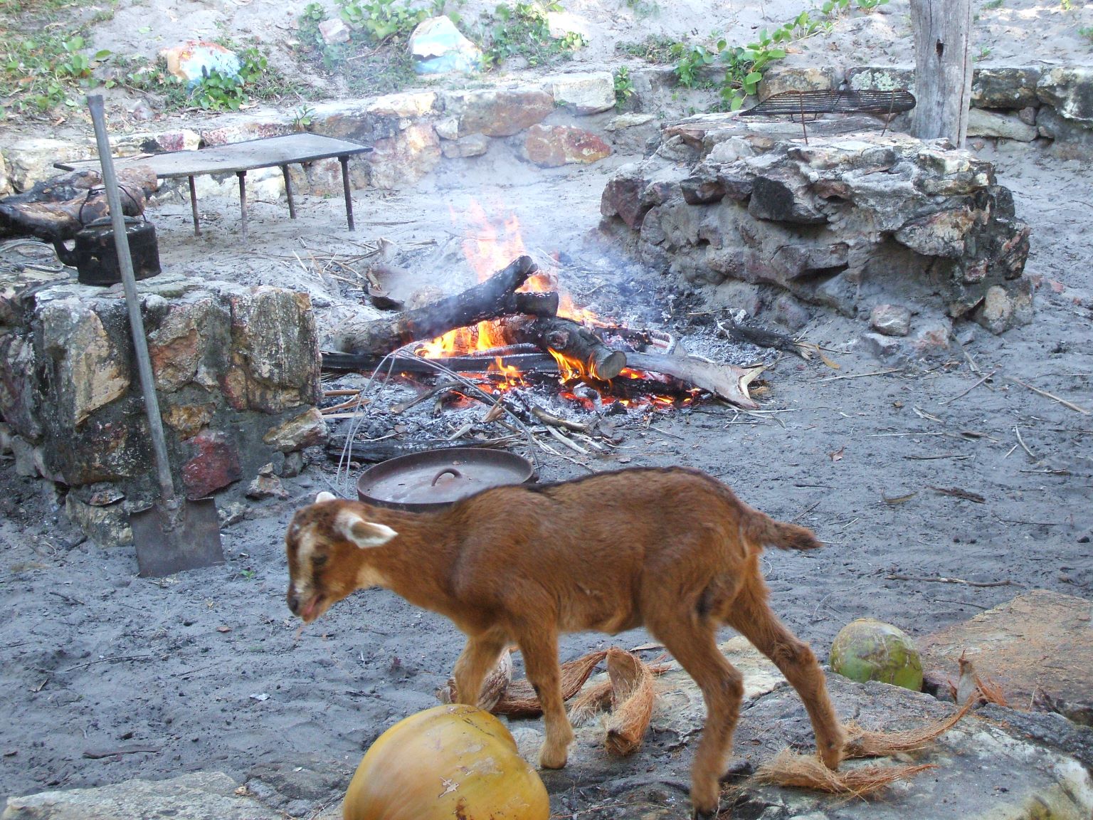 We were invited to a 'goat stew' bring and share and wondered if this was going to be dinner...
