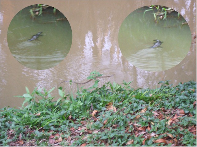 
We saw this snake while trying to spot the platypus (see insets!).
