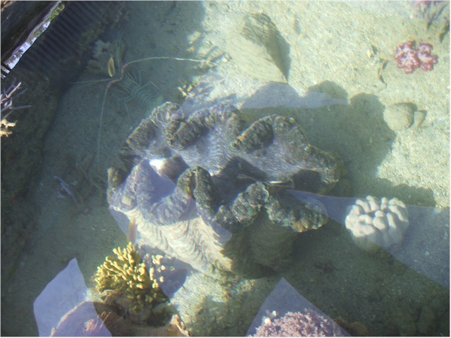 Giant Clams and coral ...
