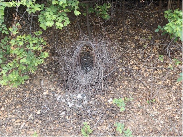 ... and were delighted to see this bower bird nest...

