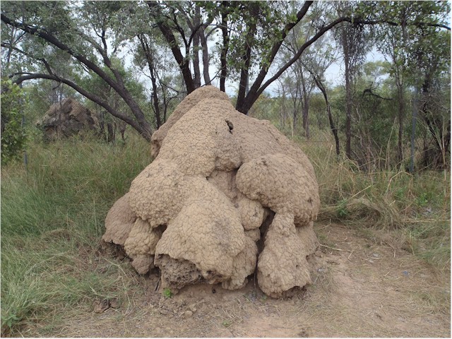 An impressive termite mound...
