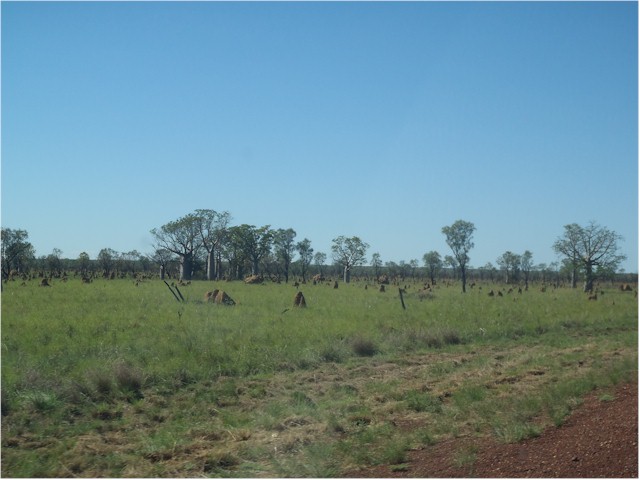 Boab trees and termite mounds abound on the plains to the south of the Kimberley region.
