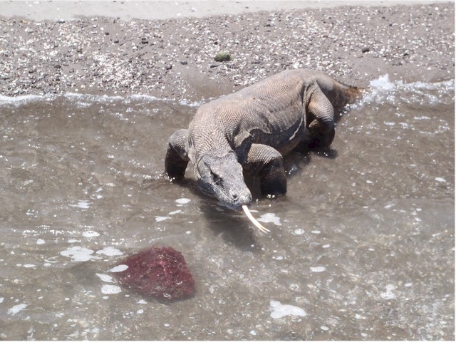 The Komodo dragons!
