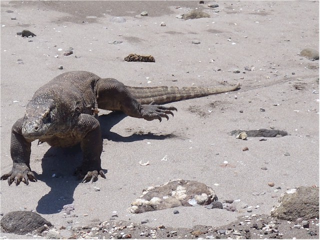 In the hope of seeing  Komodo dragons!
