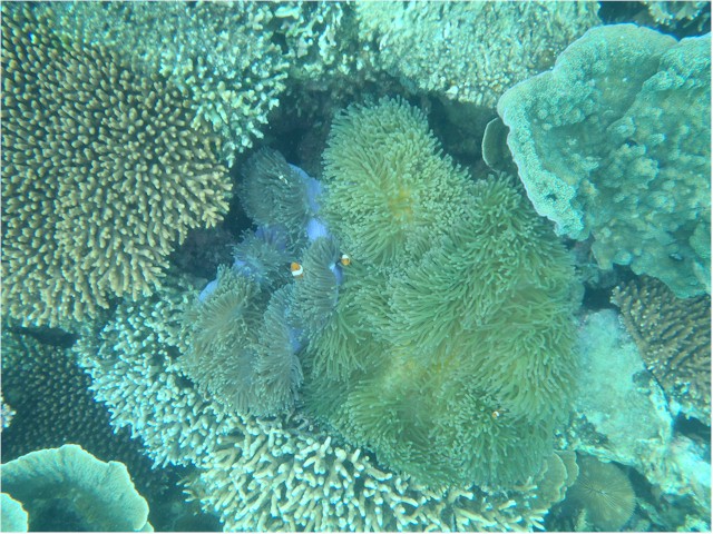 And the snorkelling was great here, too.
