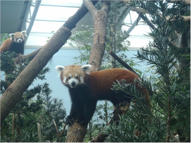 The red pandas were gorgeous.
