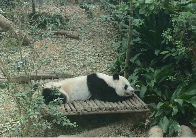 The other pandas were difficult to photograph, but we did get this one.
