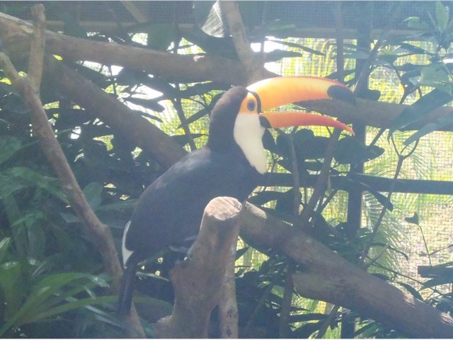 The toucan was lovely.

