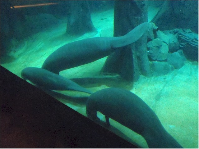 The manatee pool was incredible - you could watch for ages as they slowly meandered around the pool.
