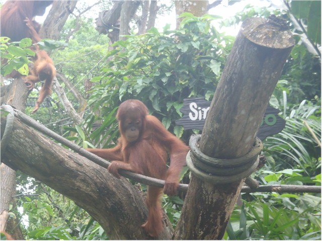 We missed getting to Kalimantan to see the orangutangs in the wild, so this was next best!
