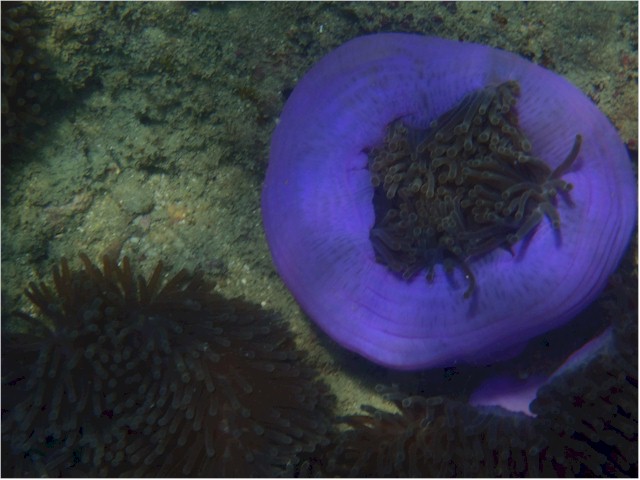 The snorkelling was great...

