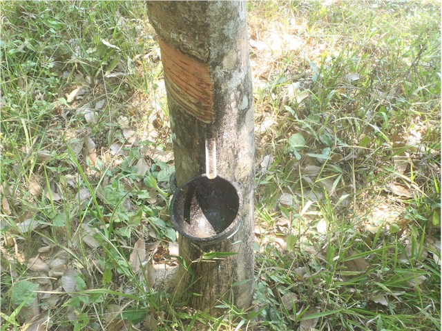 We were amazed at Thailand's rubber plantations...
