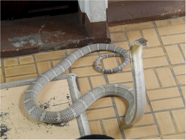 This cobra was particularly active on the day.
