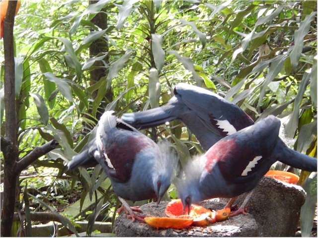 The Bird Park in KL...
