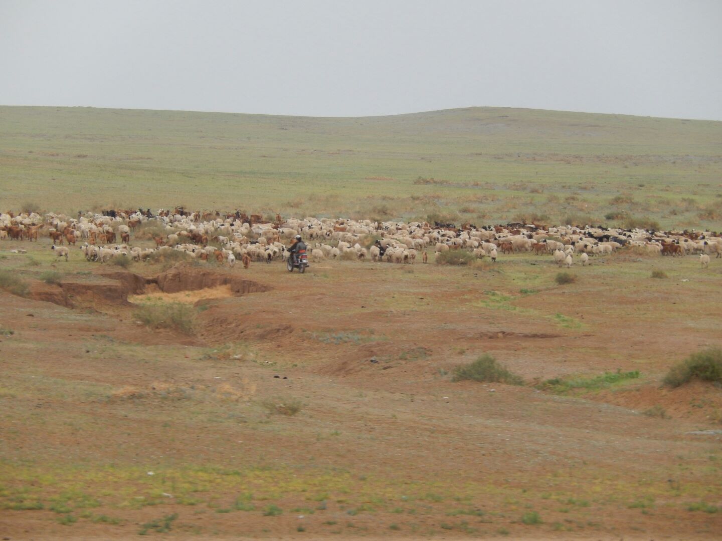 A shepherd and his flock.
