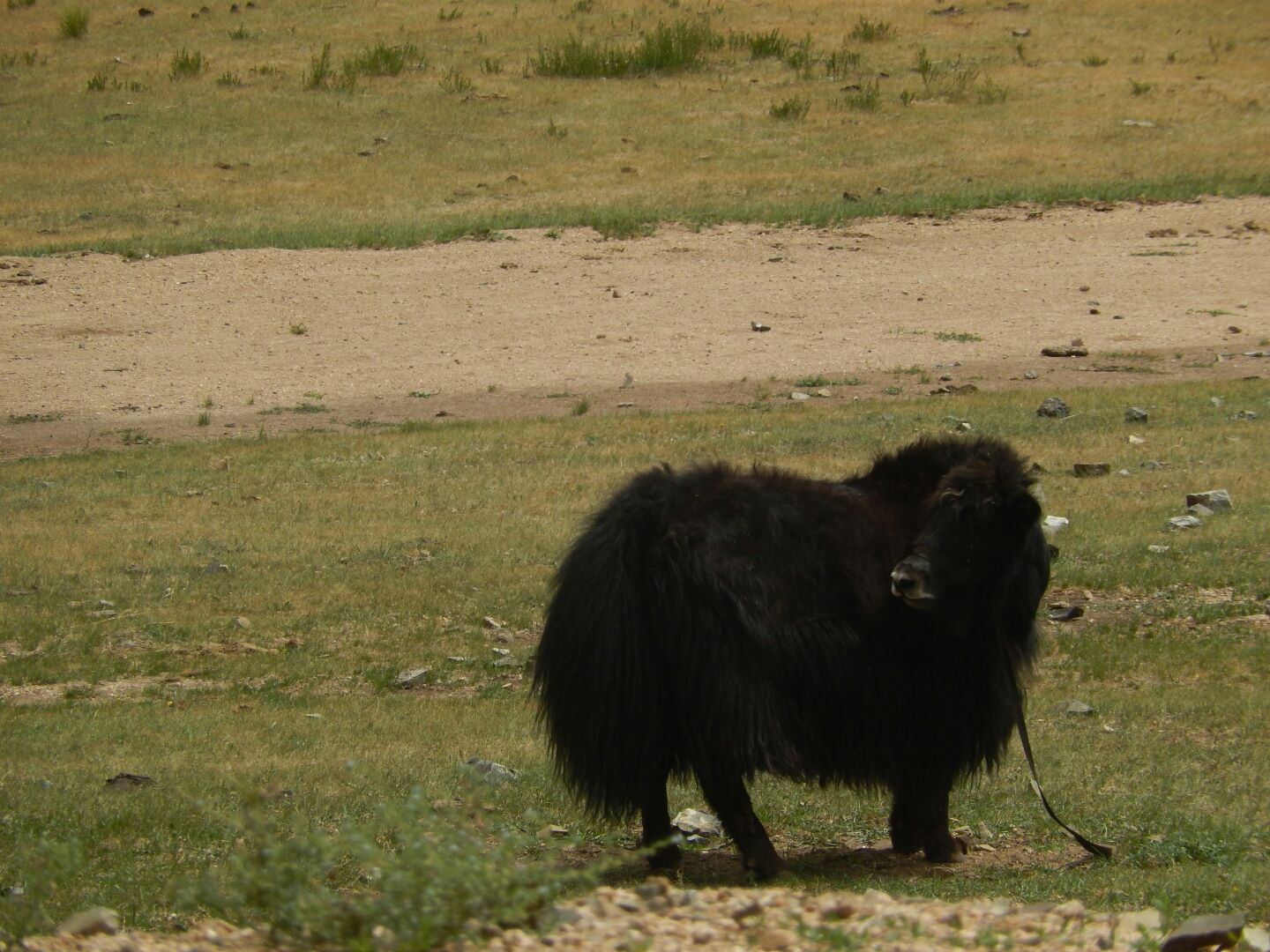 ... and this yak.
