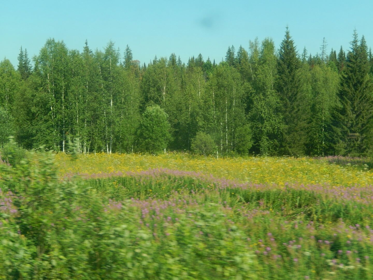The wildflowers were pretty.