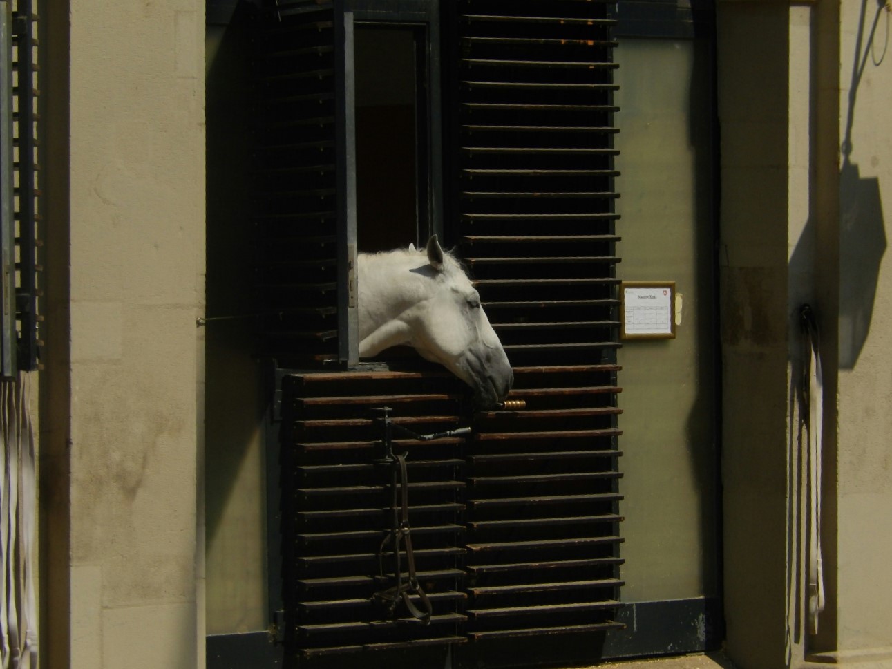 The Spanish Riding School and its world-famous Lipizzaners - this was the nearest we could get without paying to see a show!
