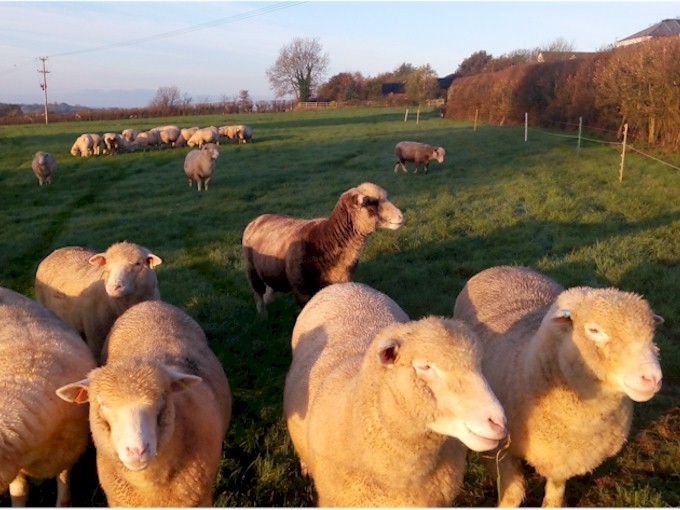 gill & aidan's farm (1)