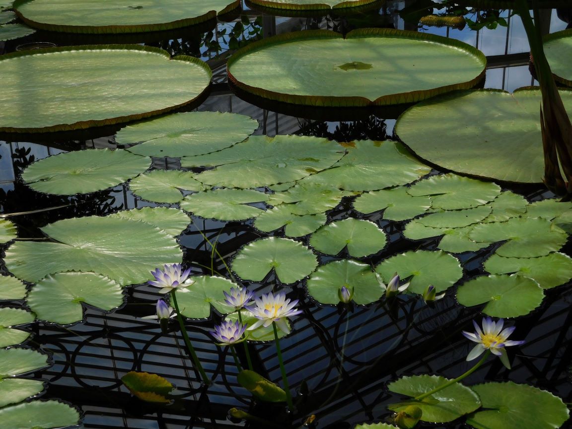 kew gardens (27)