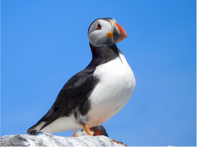 lindisfarne (64)