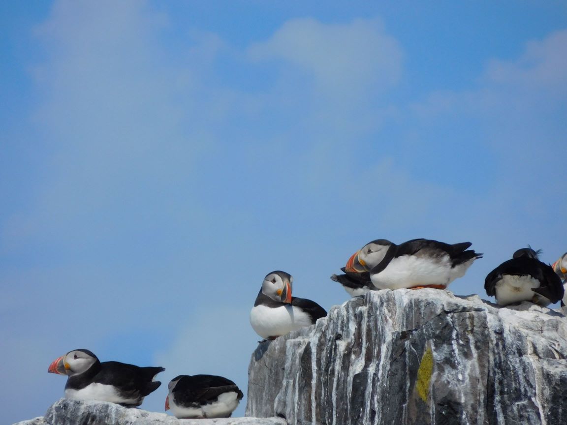 lindisfarne (72)