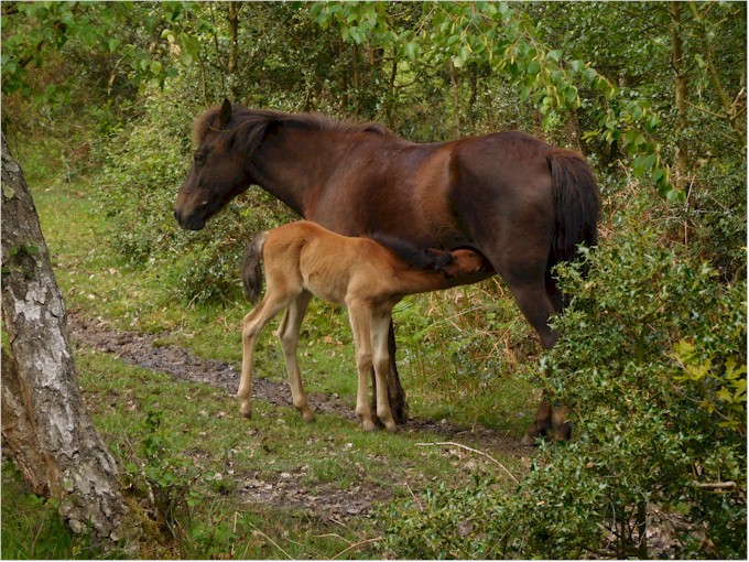 new forest spring (9)