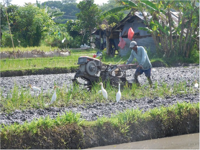 We enjoyed several walks through the rice padis...