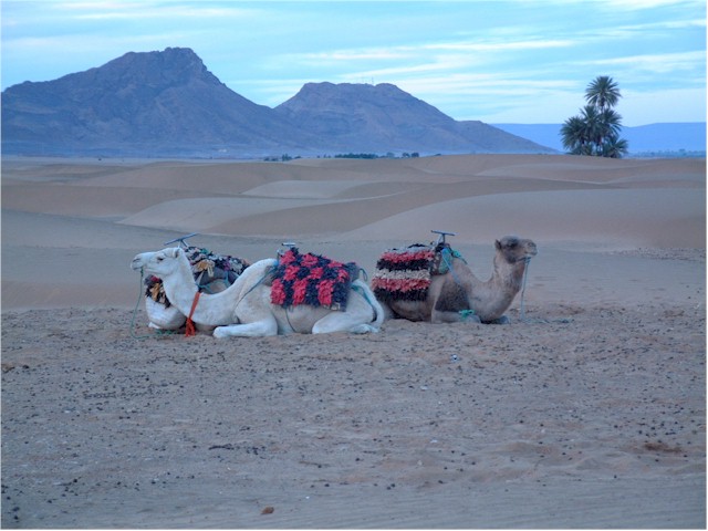 The camels staked out for the night.
